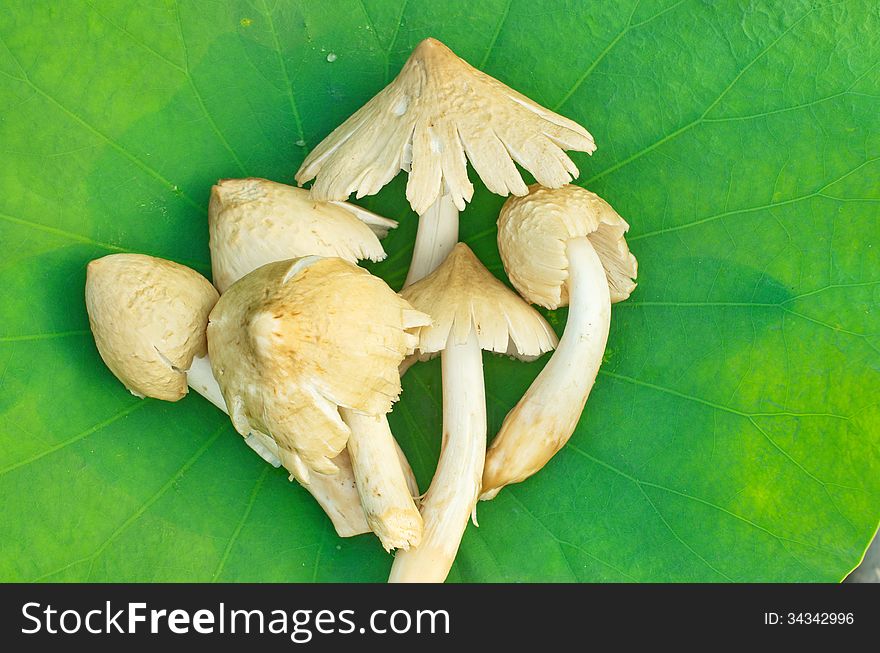 Group raw of termite mushroom for cooking