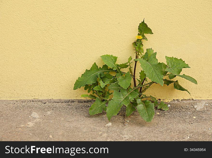 Plant broken through asphalt on a background of a yellow wall. Plant broken through asphalt on a background of a yellow wall