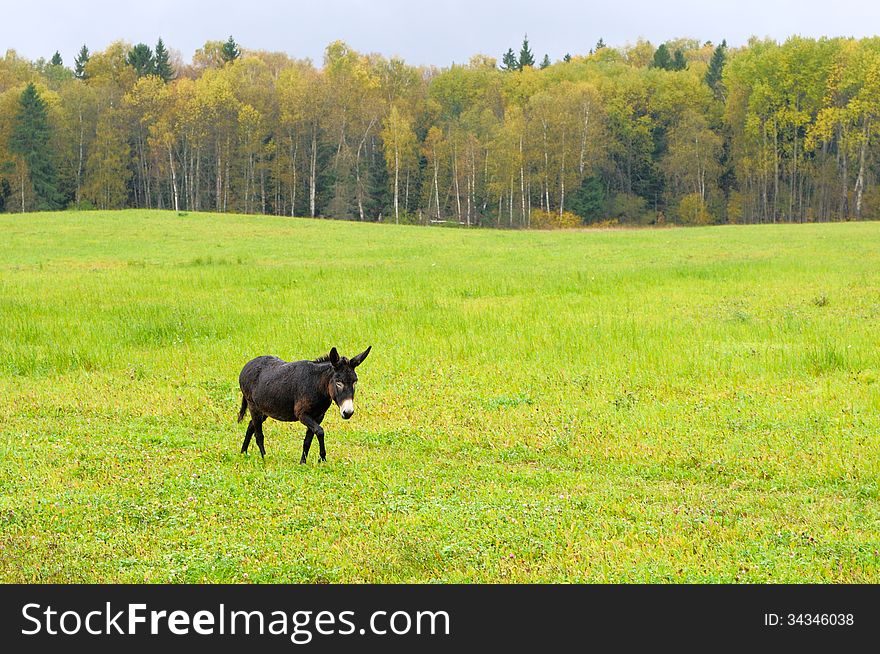 Donkey walking in the autumn field