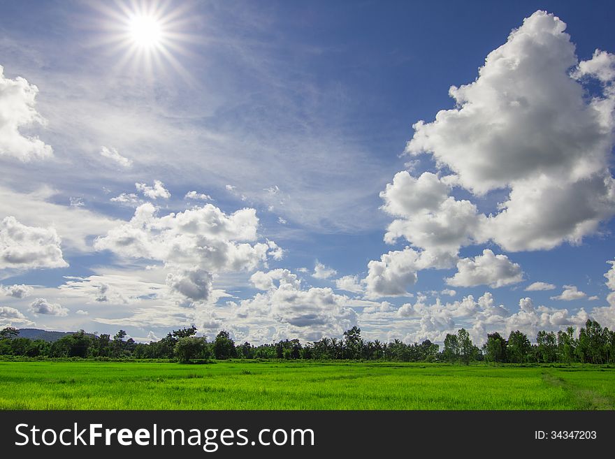 Rice Field And Cloud