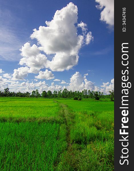 Rice field green grass blue sky cloud cloudy landscape background. Rice field green grass blue sky cloud cloudy landscape background