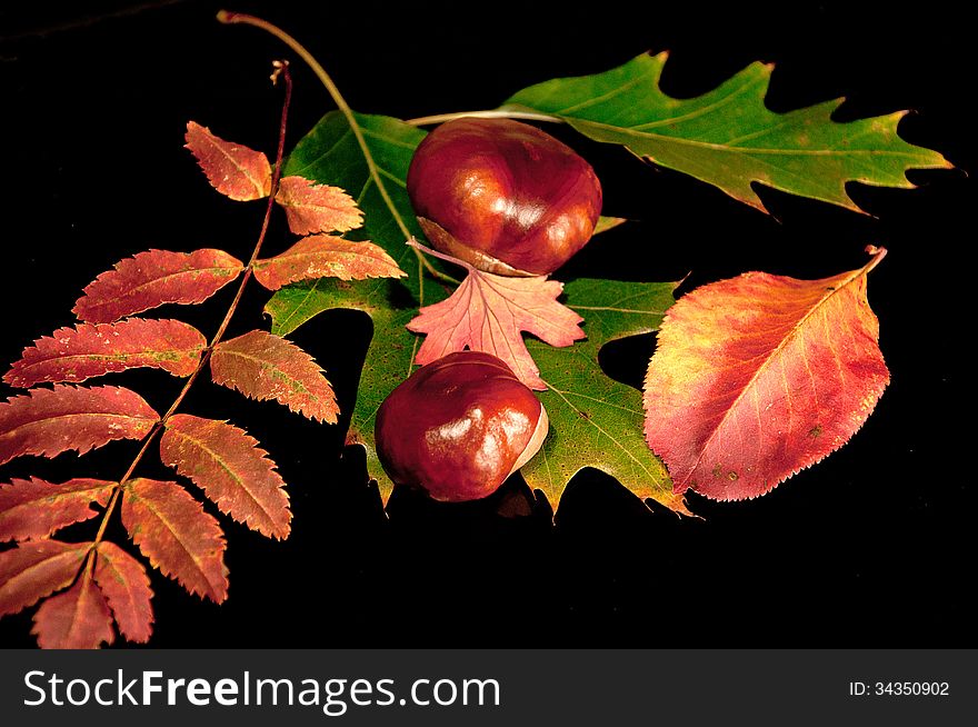 Autumn leaves and chestnuts on a black background. Autumn leaves and chestnuts on a black background