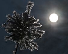 Frozen Plant On Winter Night Stock Photography