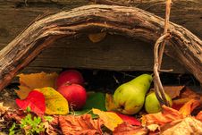 Autumn Still Life With Fruit In Leaves On Board And Vines Backgr Stock Photography Autumn Still Life With Fruit In Leaves On Board And Vines Backgr Stock Photography