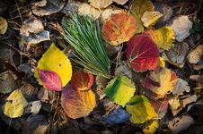 Autumn, Maple Leaves, Autumnal Foliage Royalty Free Stock Photo