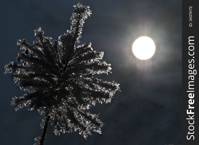 Frozen plant on winter night