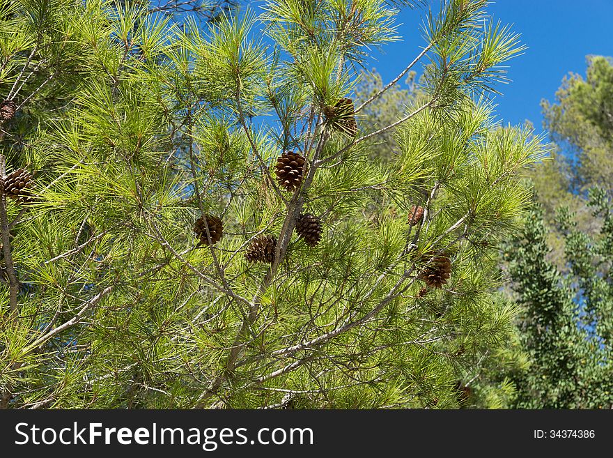 Green pine branches