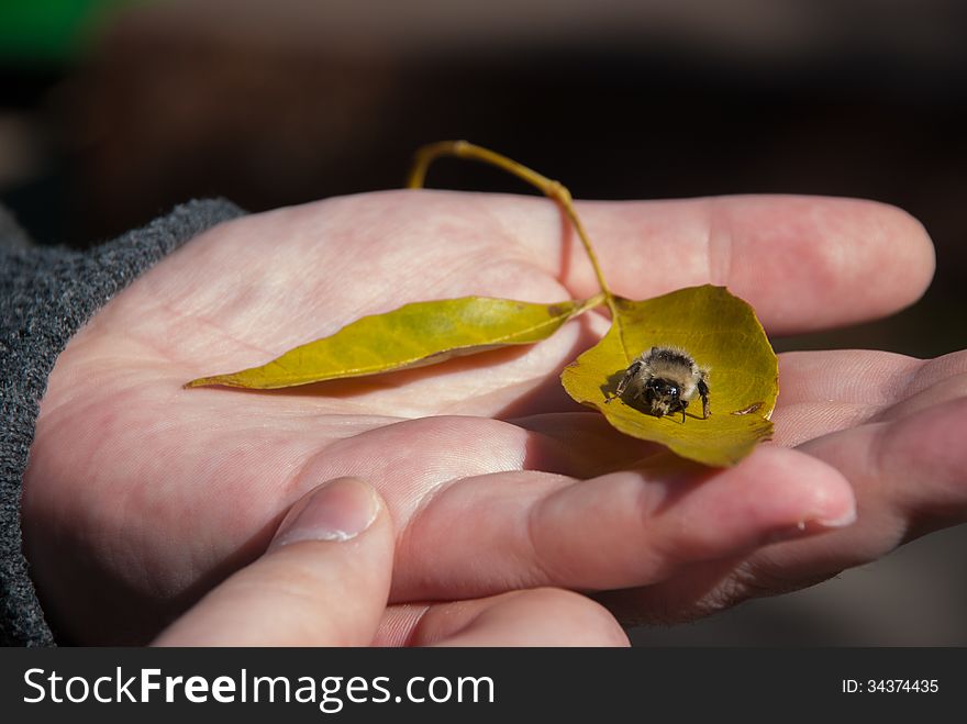 Bumblebee On A Yellow Leaf