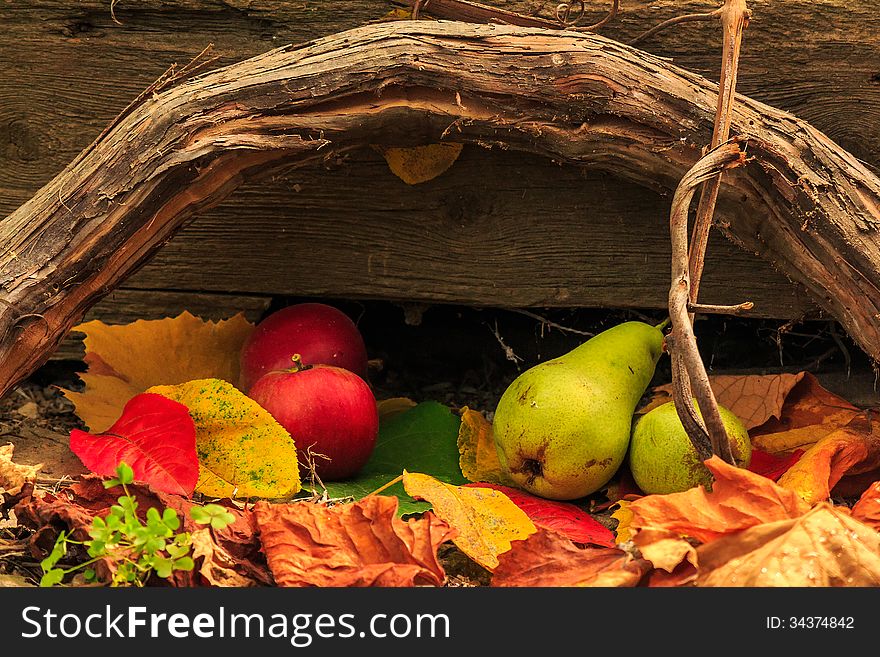 Autumn still life with fruit in leaves on board and vines backgr