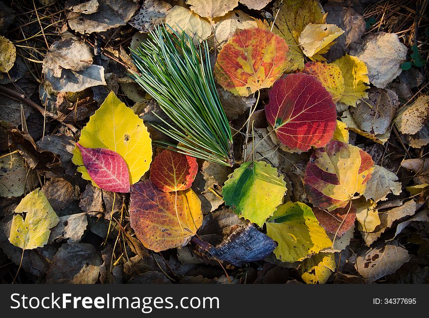 Autumn, red and yellow leaf, autumnal foliage, fall scene, texture of fallen leaves. Autumn, red and yellow leaf, autumnal foliage, fall scene, texture of fallen leaves