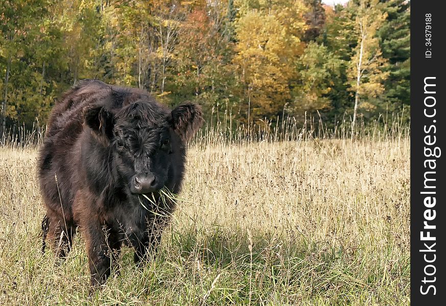 Organic Galloway steer eating lush pasture. Autumn in Wisconsin. Organic Galloway steer eating lush pasture. Autumn in Wisconsin