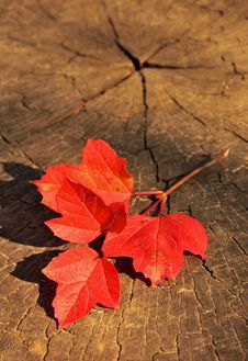 Branch With Red Autumn Leaves On A Wooden Background Stock Photo Branch With Red Autumn Leaves On A Wooden Background Stock Photo