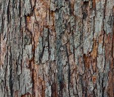 The Texture Of Tree Bark, Close-up. Royalty Free Stock Images