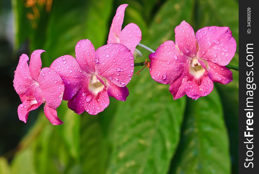 Pink orchid in bloom in the rain. Pink orchid in bloom in the rain.