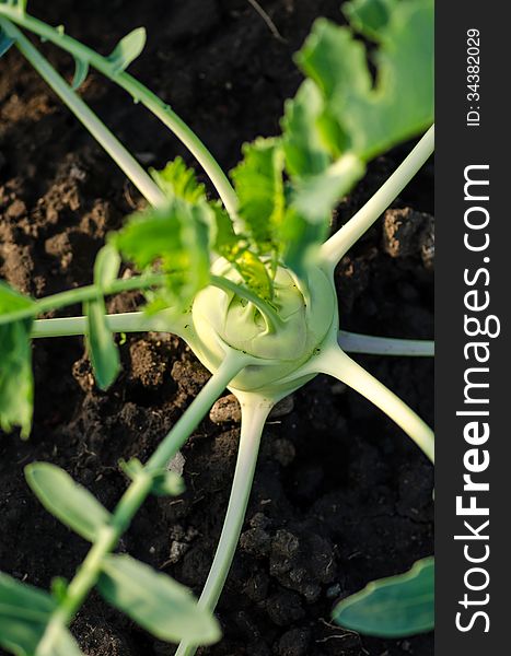 'Early White Vienna' kohlrabi in the garden. 'Early White Vienna' kohlrabi in the garden