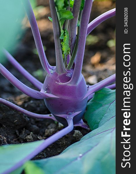 'Purple Vienna' kohlrabi close-up. 'Purple Vienna' kohlrabi close-up