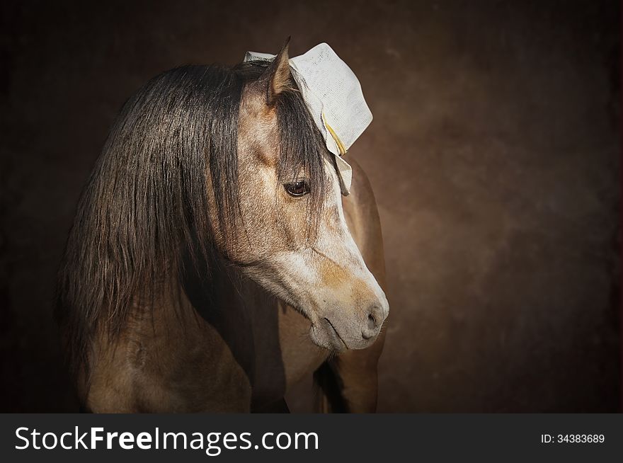 Portrait of a purebred Arabian horse with a hat on a brown background. Portrait of a purebred Arabian horse with a hat on a brown background