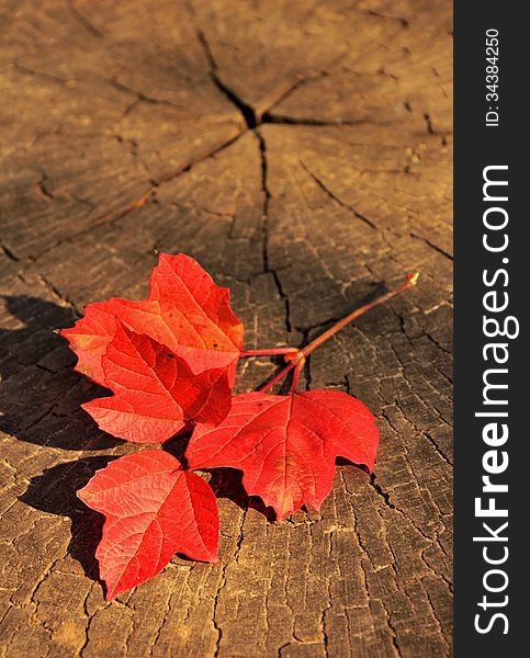 Branch with red autumn leaves on a wooden background. Bright red leaves, warm brown wooden background