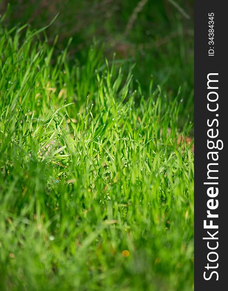 Abstract background of wet grass