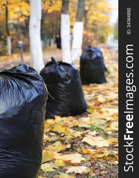 Autumn view with black garbage bags on yellow maple leaves