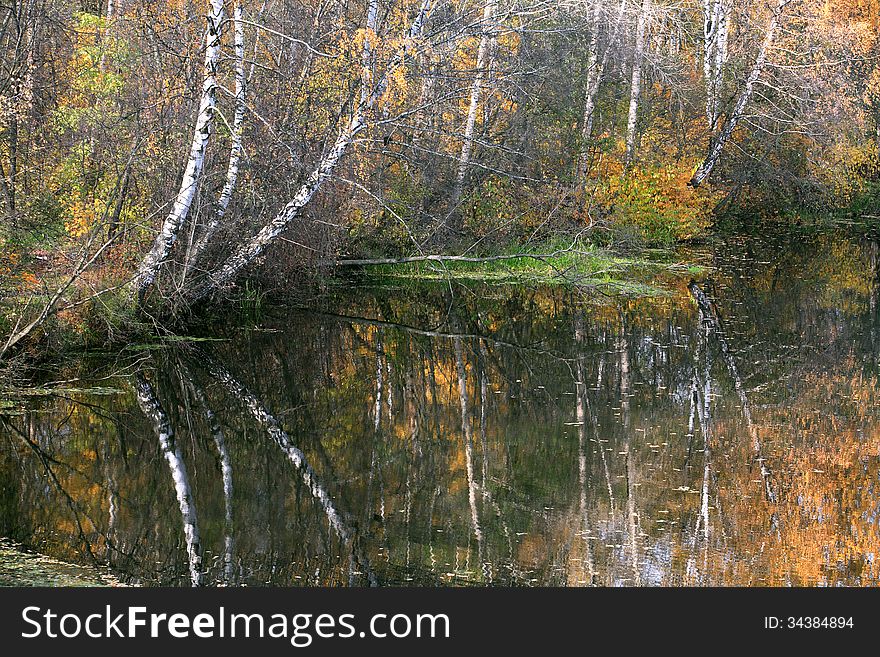 Nice view of autumn forest near river with reverberation. Good background. Nice view of autumn forest near river with reverberation. Good background