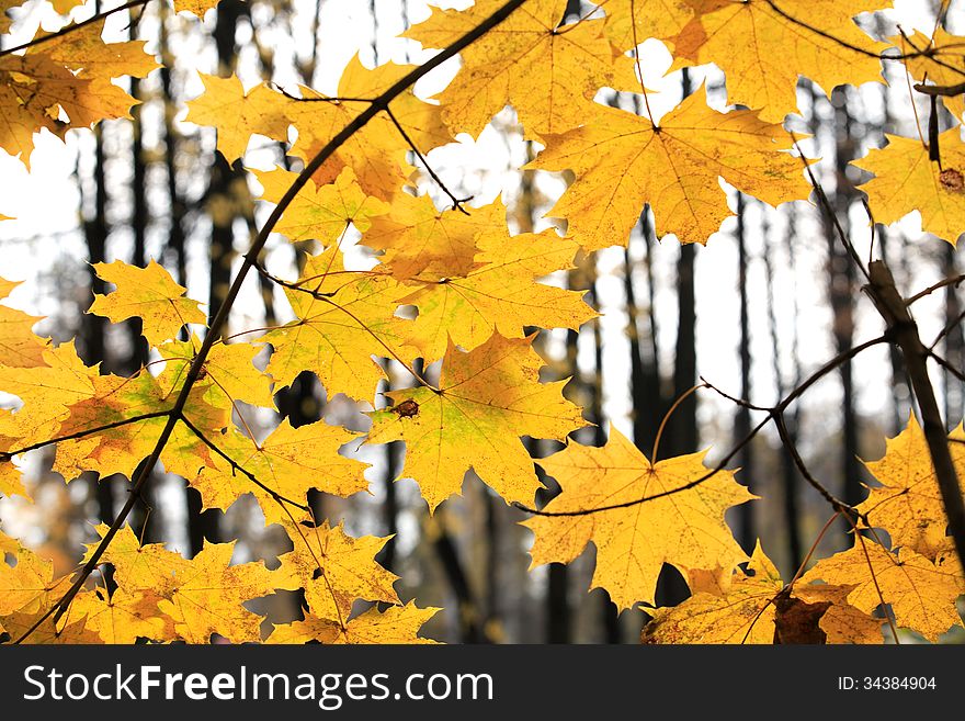 Nice background with yellow maple leaves against trees. Nice background with yellow maple leaves against trees