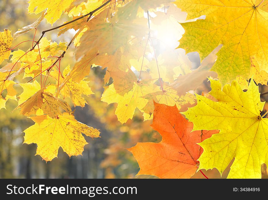 Nice background with yellow maple leaves against trees. Nice background with yellow maple leaves against trees