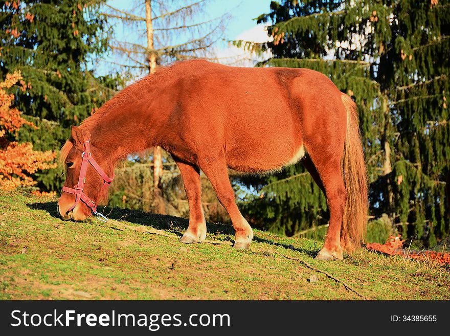 Grazing Pony.