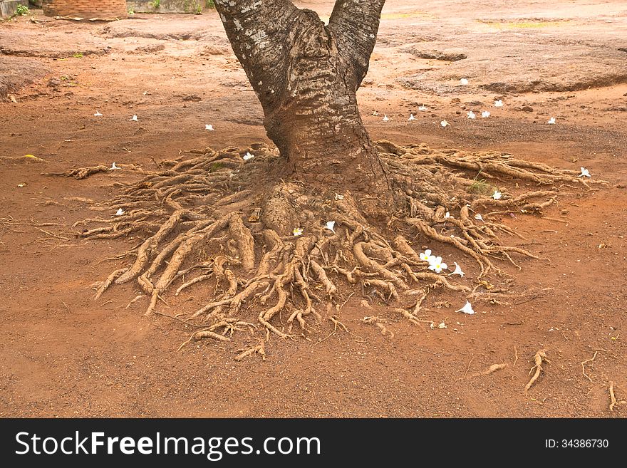 The tree with a strong feeling of root