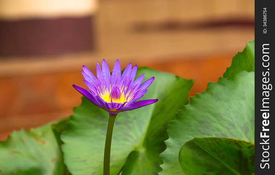 A blooming lotus flower of purple color over green leafs on background