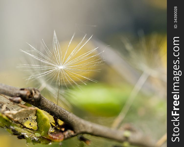 Tiny fluff stands on the branch. Tiny fluff stands on the branch