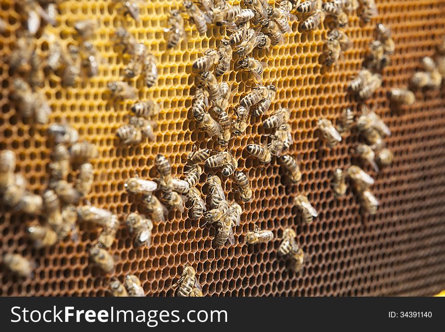 Bees and honey on a honeycomb