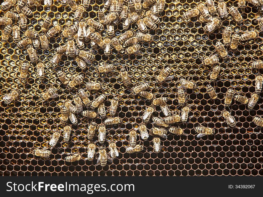 Bees and honey on a honeycomb