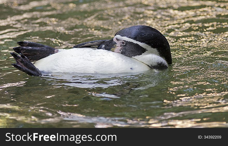 Humboldt Penguin swimming on its back