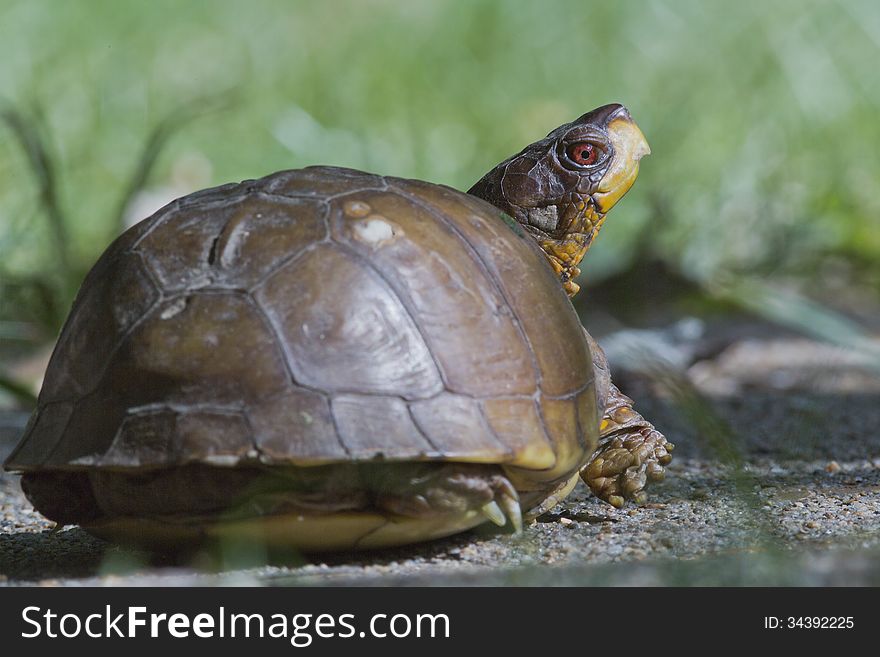 Close up portrait of a box turtle looking backwards. Close up portrait of a box turtle looking backwards