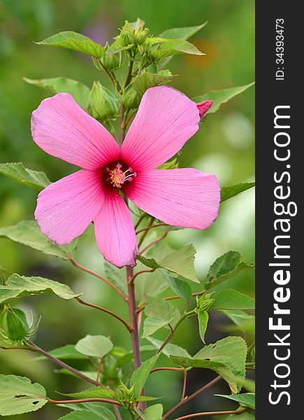 Hibiscus is flower blossom tropical