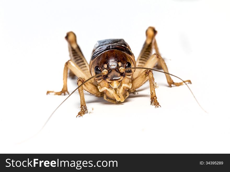 Field Cricket on a white background