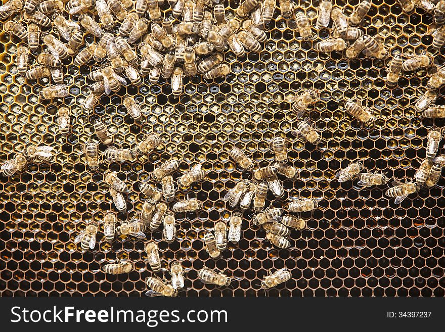 Bees and honey on a honeycomb