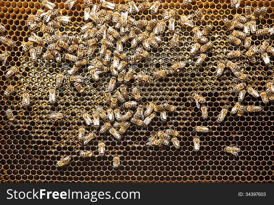 Bees and honey on a honeycomb