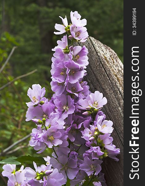 Showy purple wild hollyhock flower spike against rustic fence post. Showy purple wild hollyhock flower spike against rustic fence post