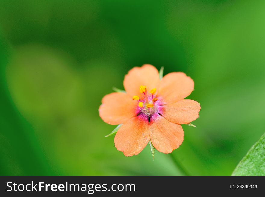 Macro flower on the blurry background. Macro flower on the blurry background