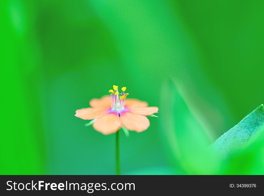 Macro flower on the blurry background. Macro flower on the blurry background