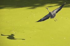 Heron Flying Stock Photo