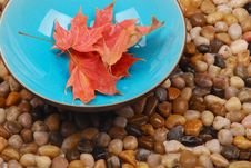 Leaves In Blue Bowl Royalty Free Stock Photography Leaves In Blue Bowl Royalty Free Stock Photography