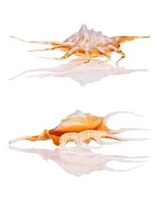 Seashells Stock Image Seashells Stock Image