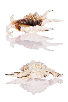 Seashells Royalty Free Stock Photo Seashells Royalty Free Stock Photo