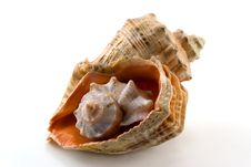 Sea Shell Royalty Free Stock Images