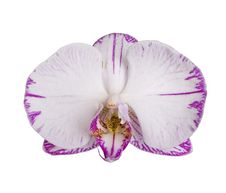 Pink Orchids On White Royalty Free Stock Photo Pink Orchids On White Royalty Free Stock Photo