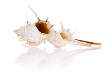 Seashells Royalty Free Stock Photos Seashells Royalty Free Stock Photos