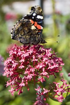 Red Admiral Butterfly Close Up Royalty Free Stock Images Red Admiral Butterfly Close Up Royalty Free Stock Images